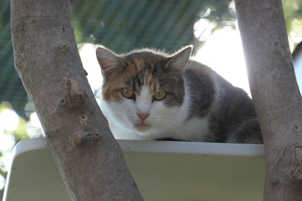Tiffy - Patenschaft