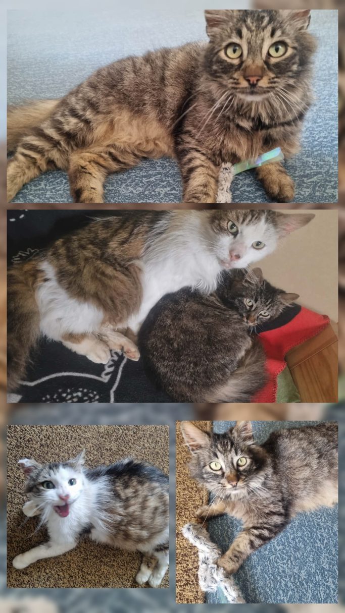 Tigerle & Casimir